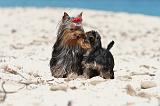 YORKSHIRE TERRIER 133